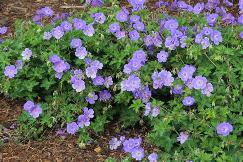 Geranium 'Rozanne' .